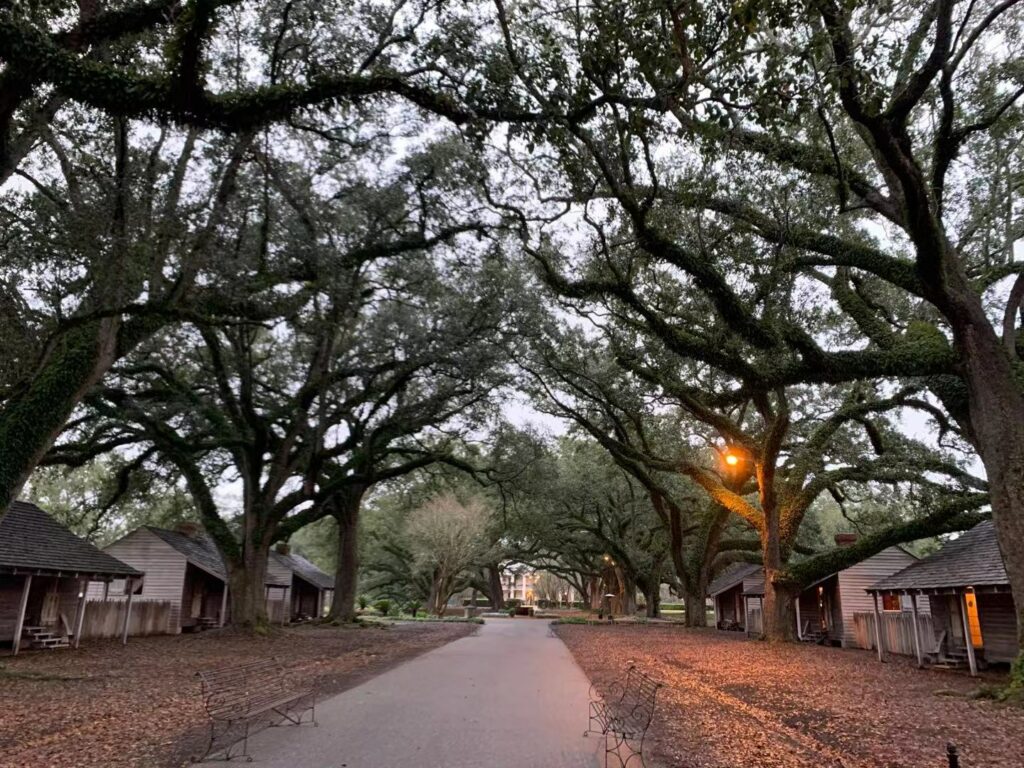 Oak Alley 